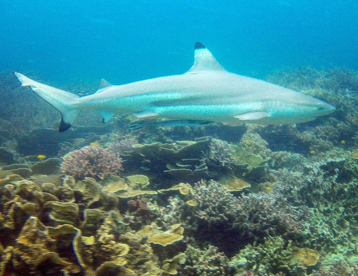 Go Deeper Tioman Hotel Екстериор снимка